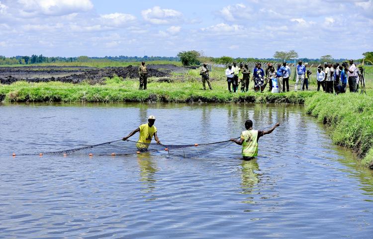 PRESIDENT MUSEVENI'S FISH FARMING DRIVE PRAISED AS BOLD SOLUTION TO POVERTY AND WETLAND DEGRADATION IN PALLISA 